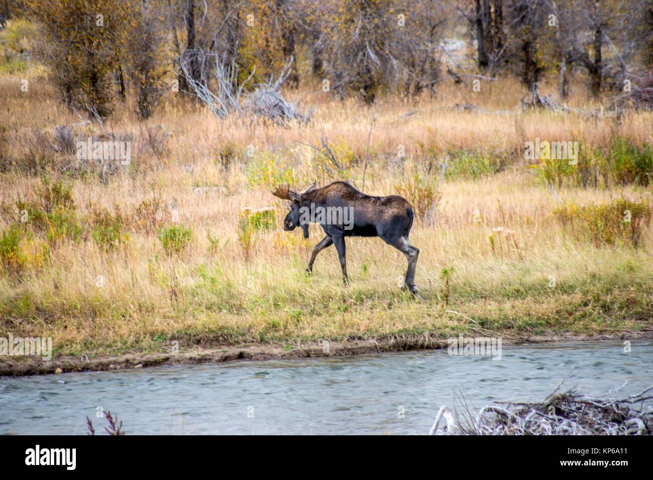 Moose grand teton national park hires stock photography and images Alamy