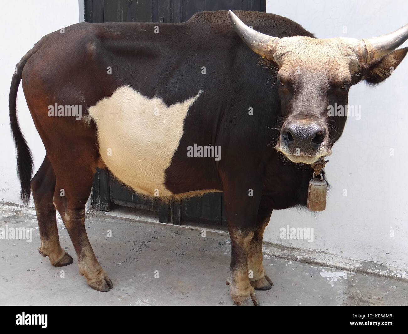 Mithun animal hi-res stock photography and images - Alamy