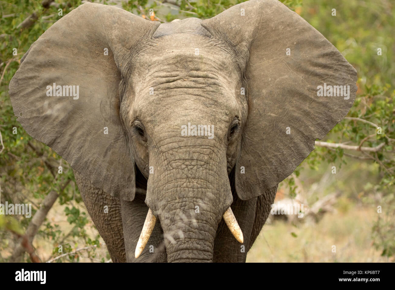 Kruger National Park. African Elephant (Loxodonta africana). South Africa. Stock Photo