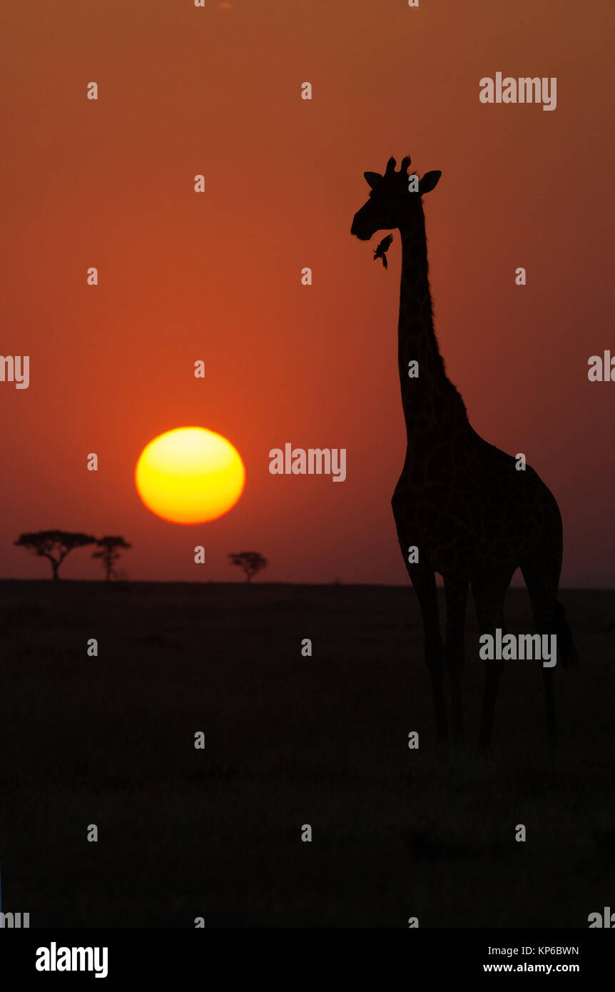 Serengeti National Park. Giraffe ( (Giraffa camelopardalis ) at sunset. Silhouette. Tanzania. Stock Photo