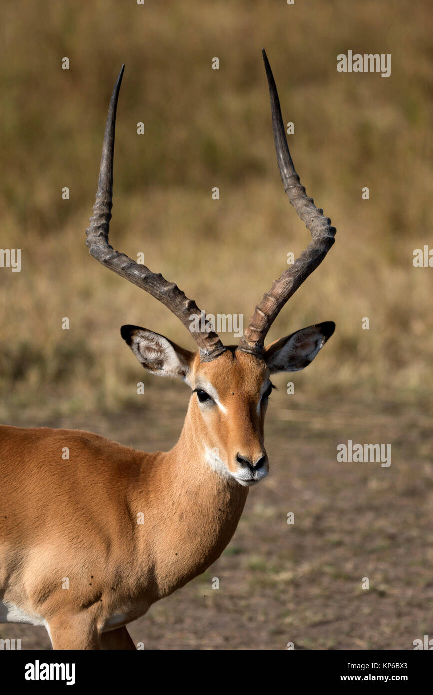 Masai Mara National Reserve. Impala (Aepyceros melampus). Kenya. Stock Photo