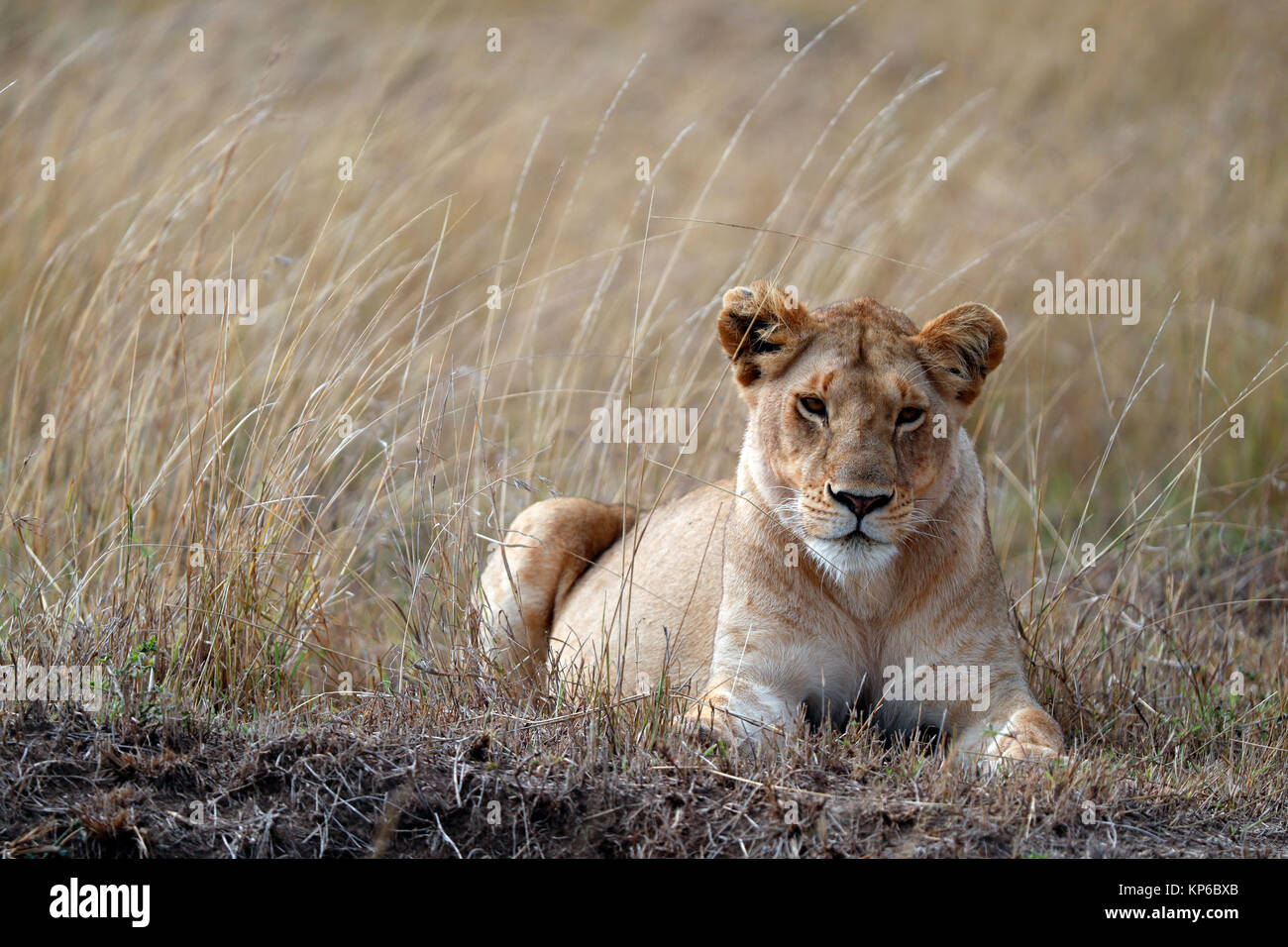 Lioness (Panthera leo) in savanna. Masai Mara game reserve. Kenya. Stock Photo