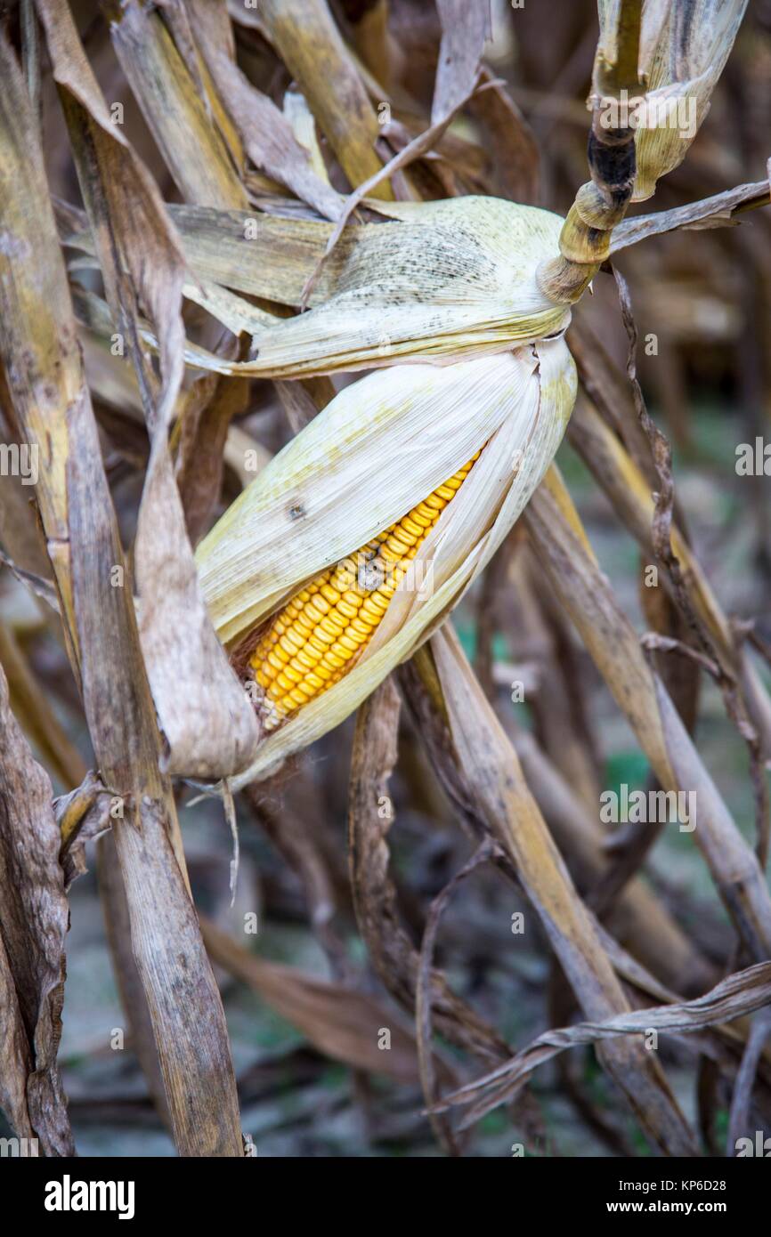 Ruck silhouette hi-res stock photography and images - Alamy