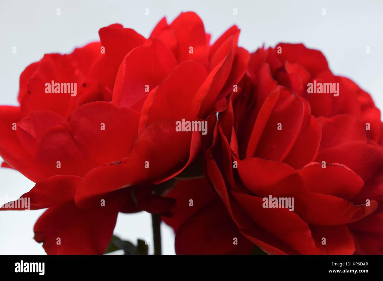 Close Up of Red Roses with White Background Stock Photo