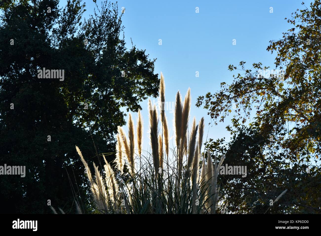 Sun shining behind feather grass with silhouette trees Stock Photo