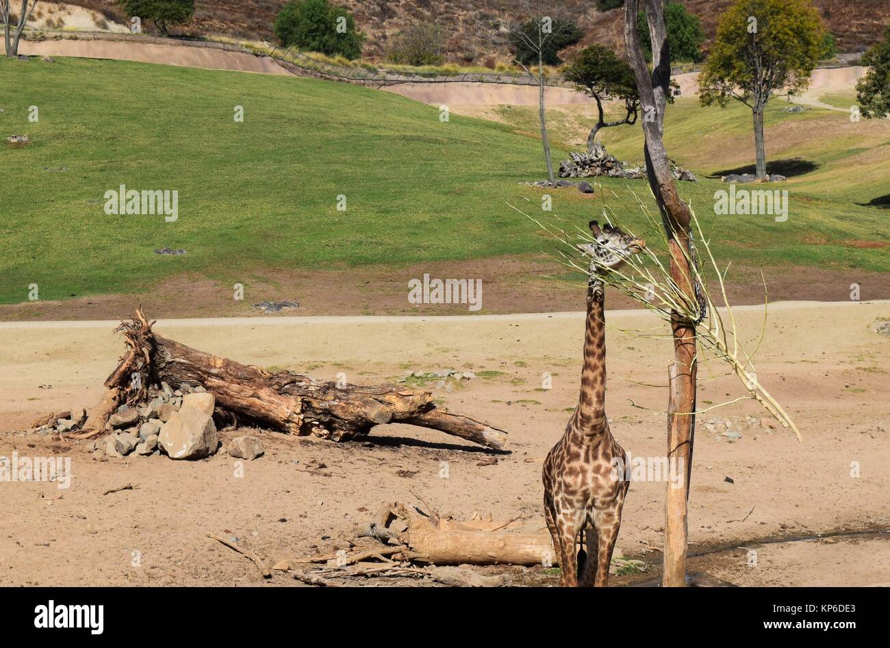 Giraffe Eating from Tree at San Diego Zoo Safari Park in California Stock Photo