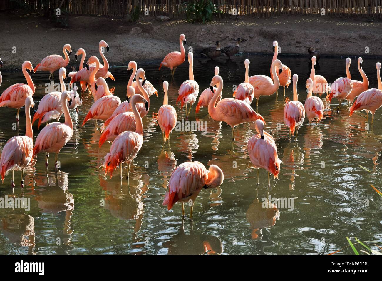 Flock of Flamingos Standing in Sunshine at San Diego Zoo Safari Park in