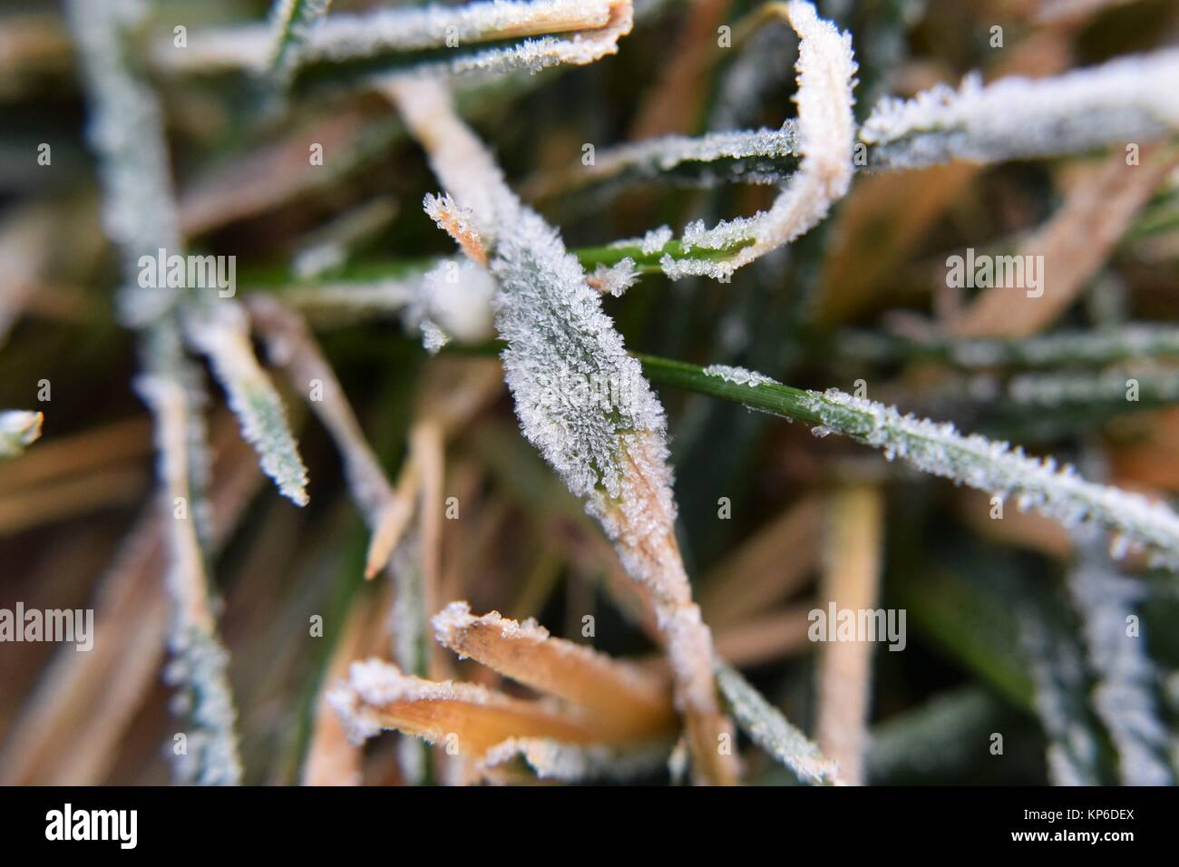close up of morning frost on grass blades Stock Photo