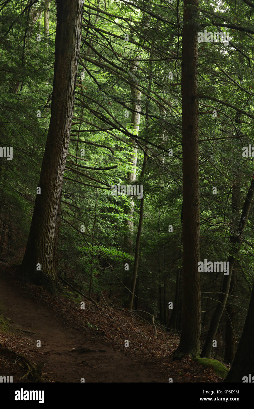 Whispering Cave Trail, Hocking Hills State Park, Logan, Ohio, USA Stock