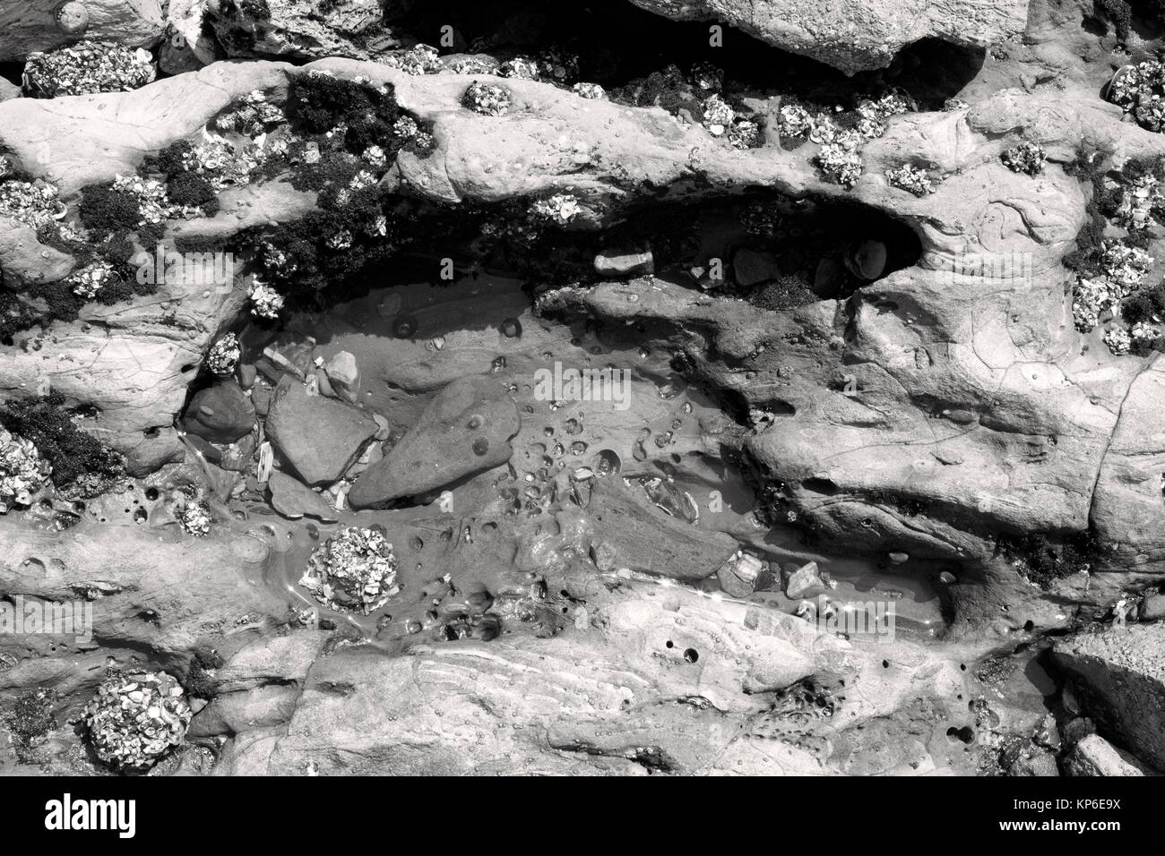 Tide pool on the Pacific Coast Stock Photo - Alamy