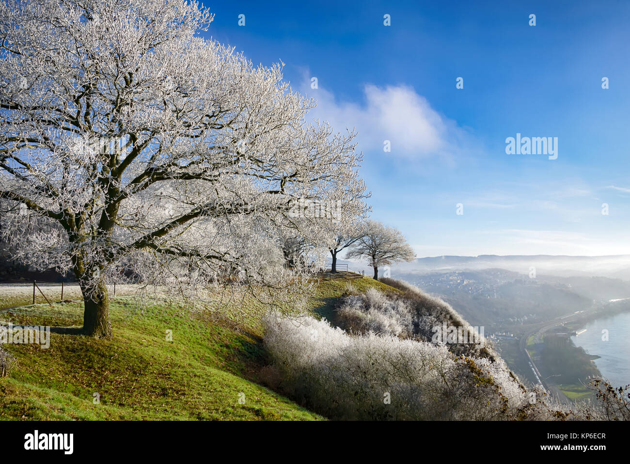 White broadleaf tree powdered with hoar frost on a cold winter morning, from viewpoint Erpeler Ley, Westerwald, Middle Rhine Valley, Germany, Europe. Stock Photo