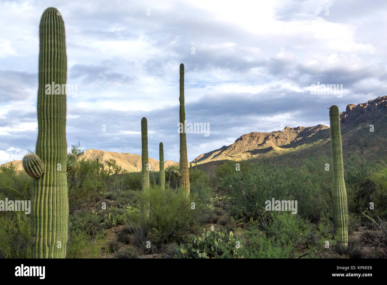 Tucson Mountain Park vista Stock Photo Alamy