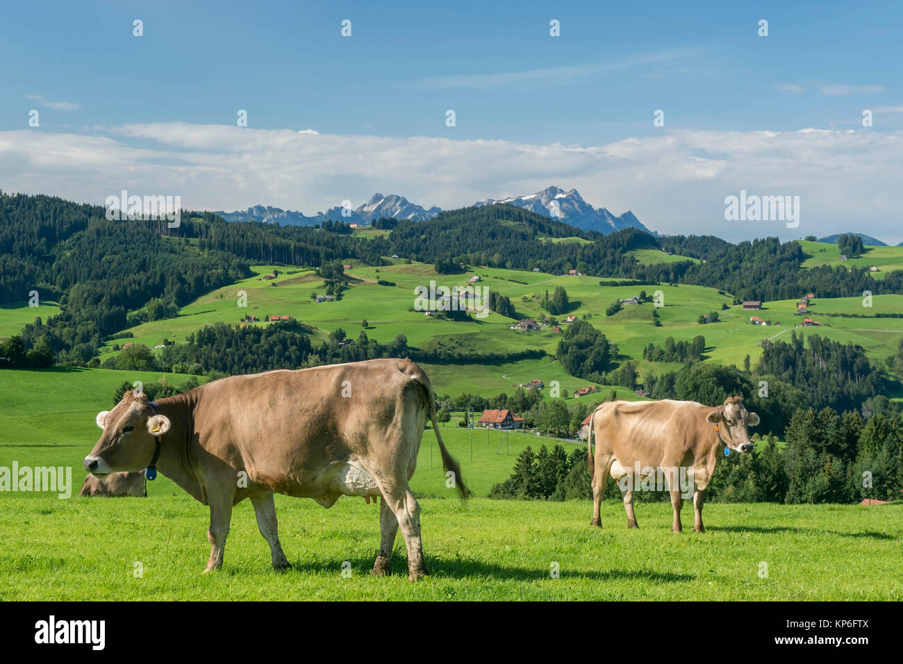 Kuehe auf der Weide, Schweiz - cows on field, Switzerland Stock Photo