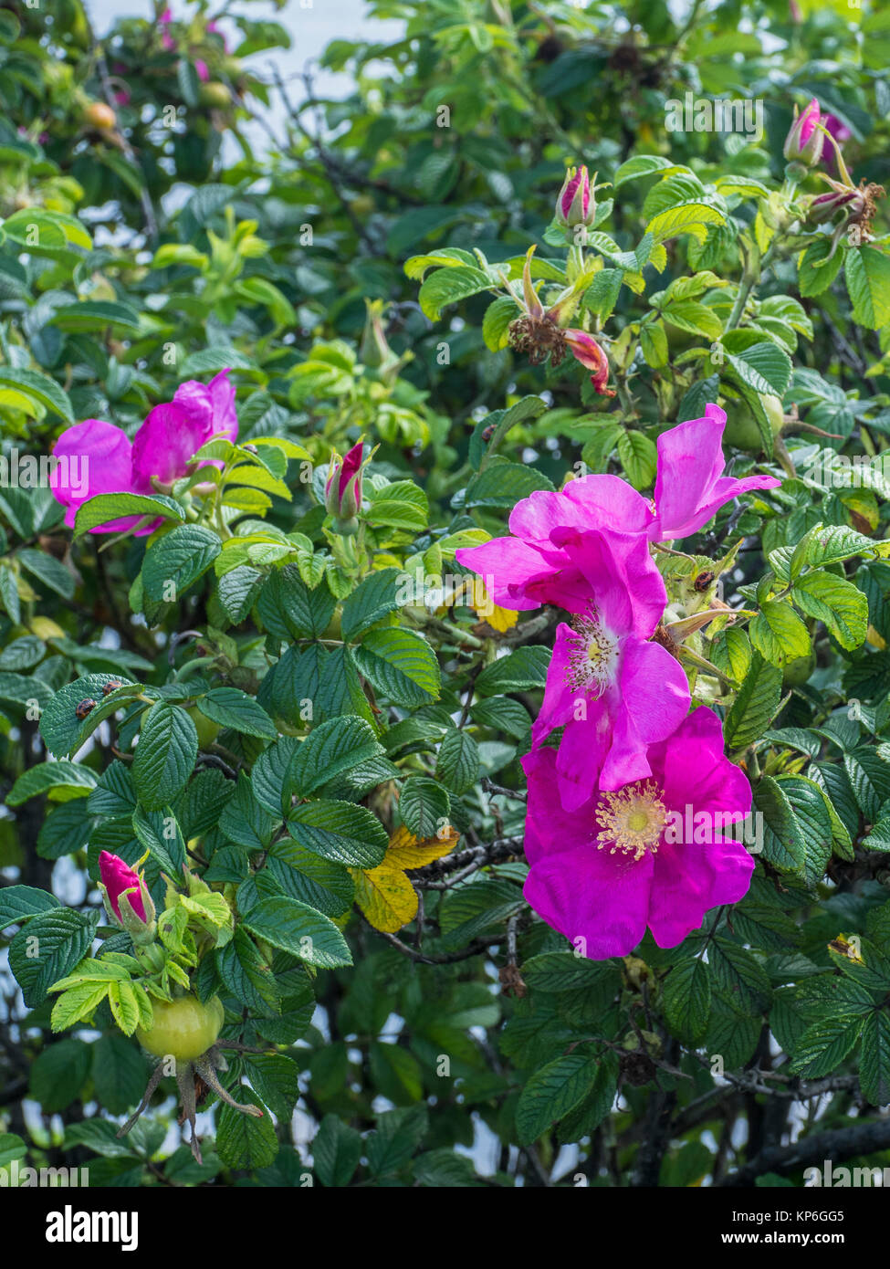 Wild roses, Marie Joseph, Nova Scotia, Canada Stock Photo Alamy