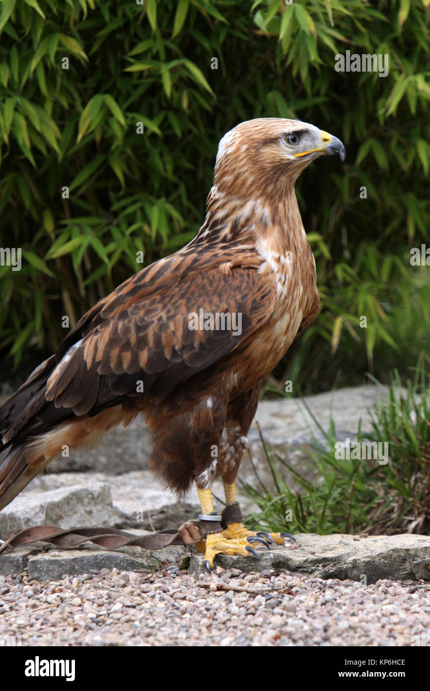 Adlerbussard buteo rufinus hi-res stock photography and images - Alamy