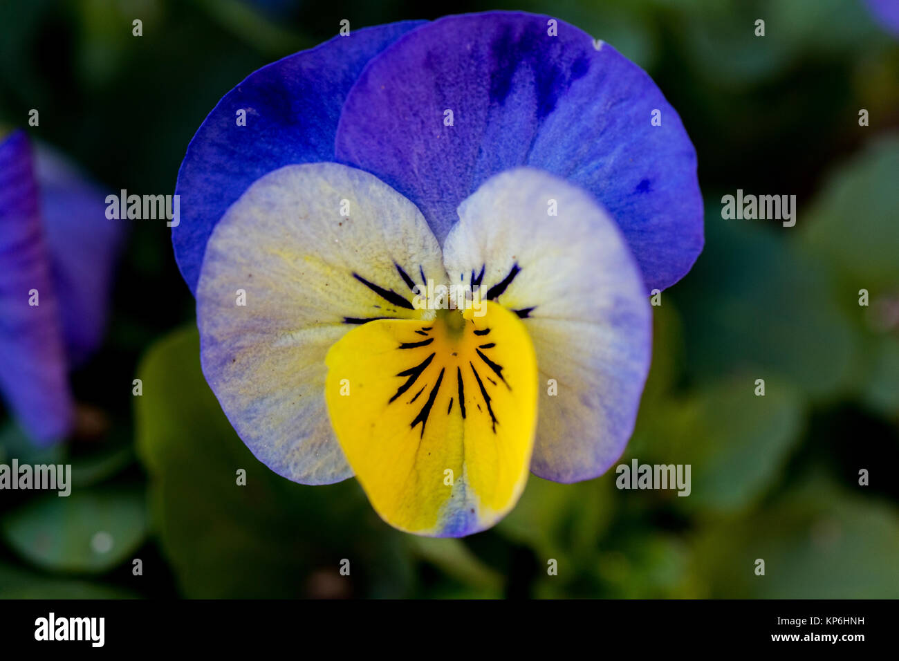 three colored violas bloom in a park in Ayase, a small city in Kanagawa