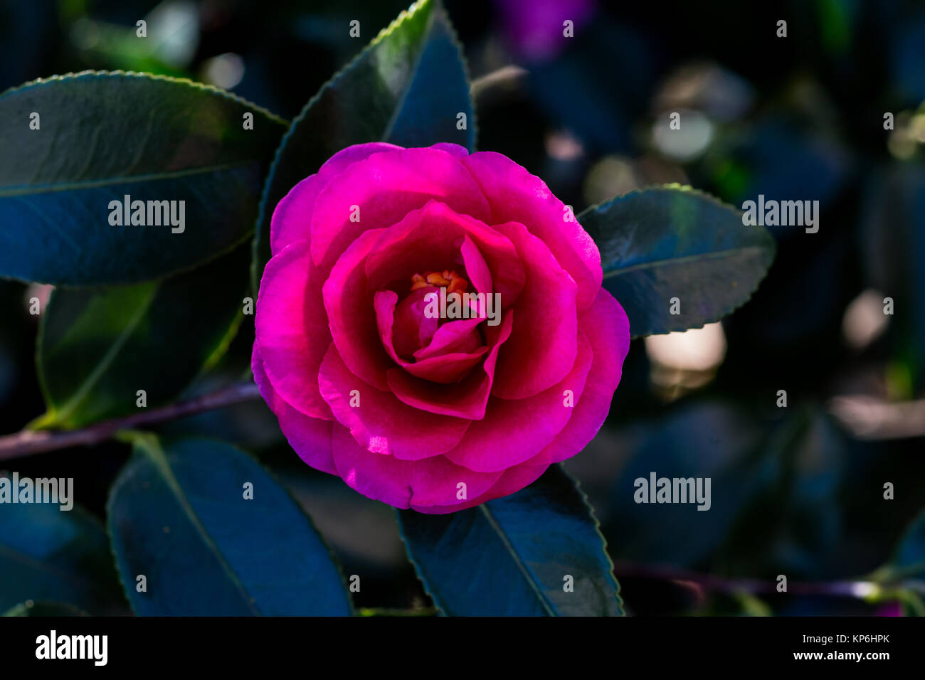Camellia flowers, or the rose of winter, bloom on bushes along a river