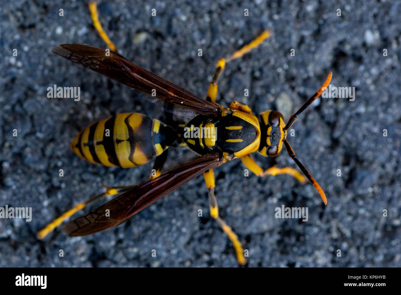 A wasp crawls along the sidewalk on a chilly November day in Japan. Stock Photo
