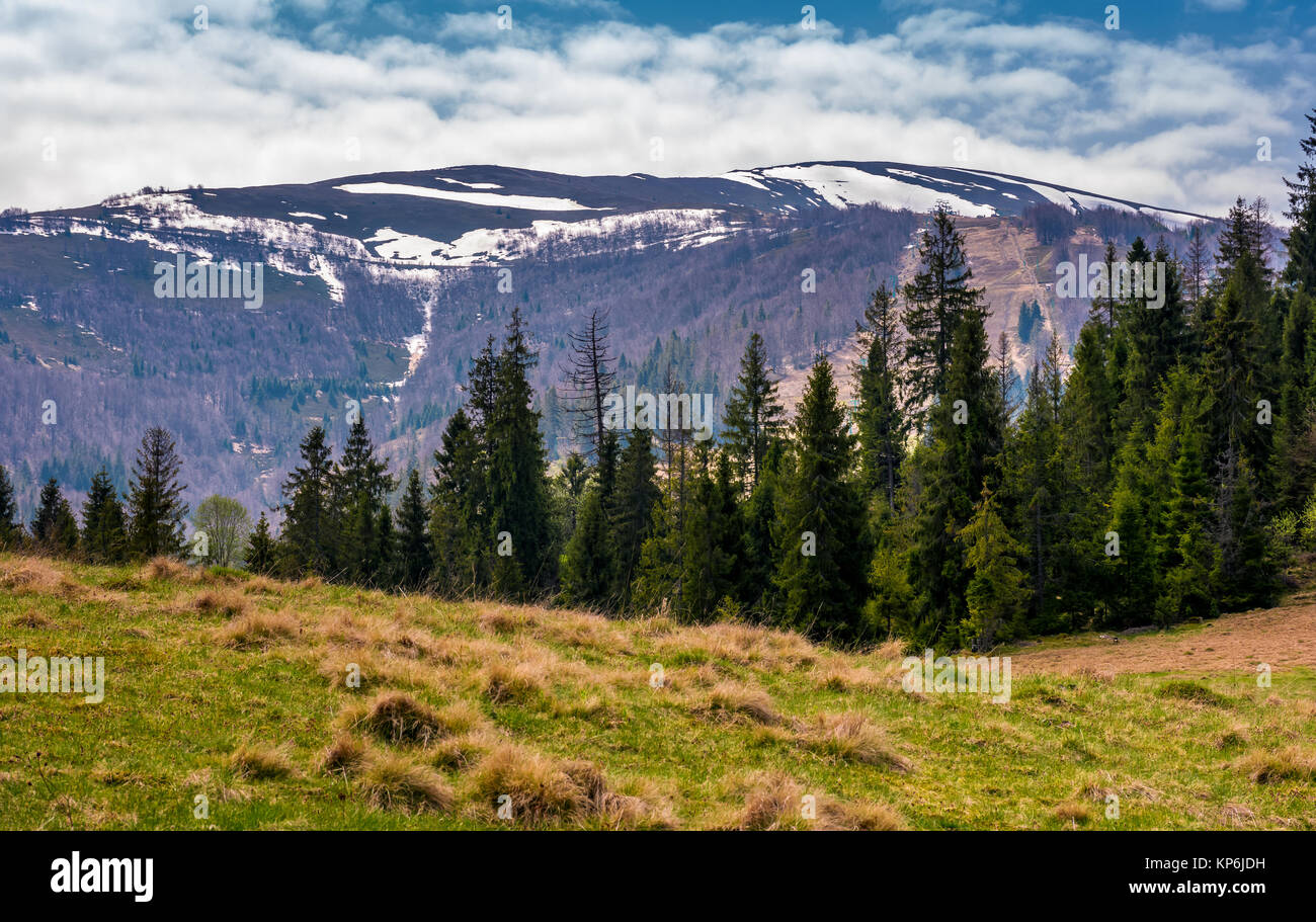 spruce forest at the foot of mountain ridge. beautiful springtime nature scenery in Carpathian alps Stock Photo
