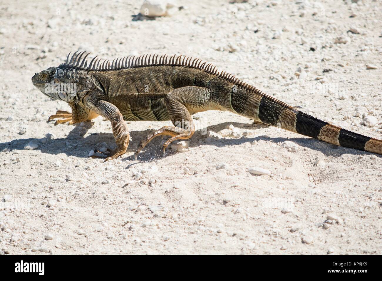 Blue iguana, Grand Cayman, Cayman Islands, Caribbean Stock Photo - Alamy