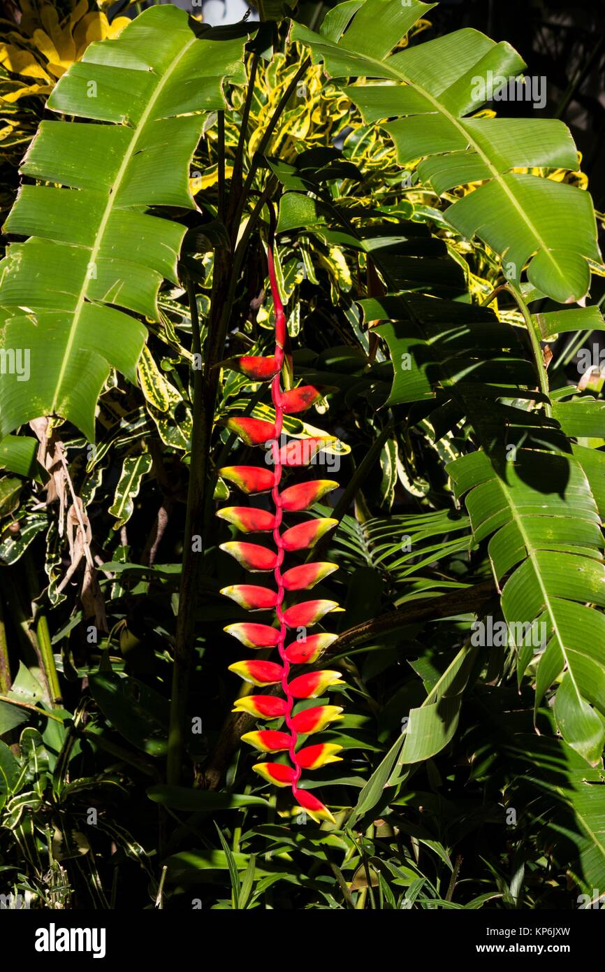 Hanging lobster claw plant hires stock photography and images Alamy