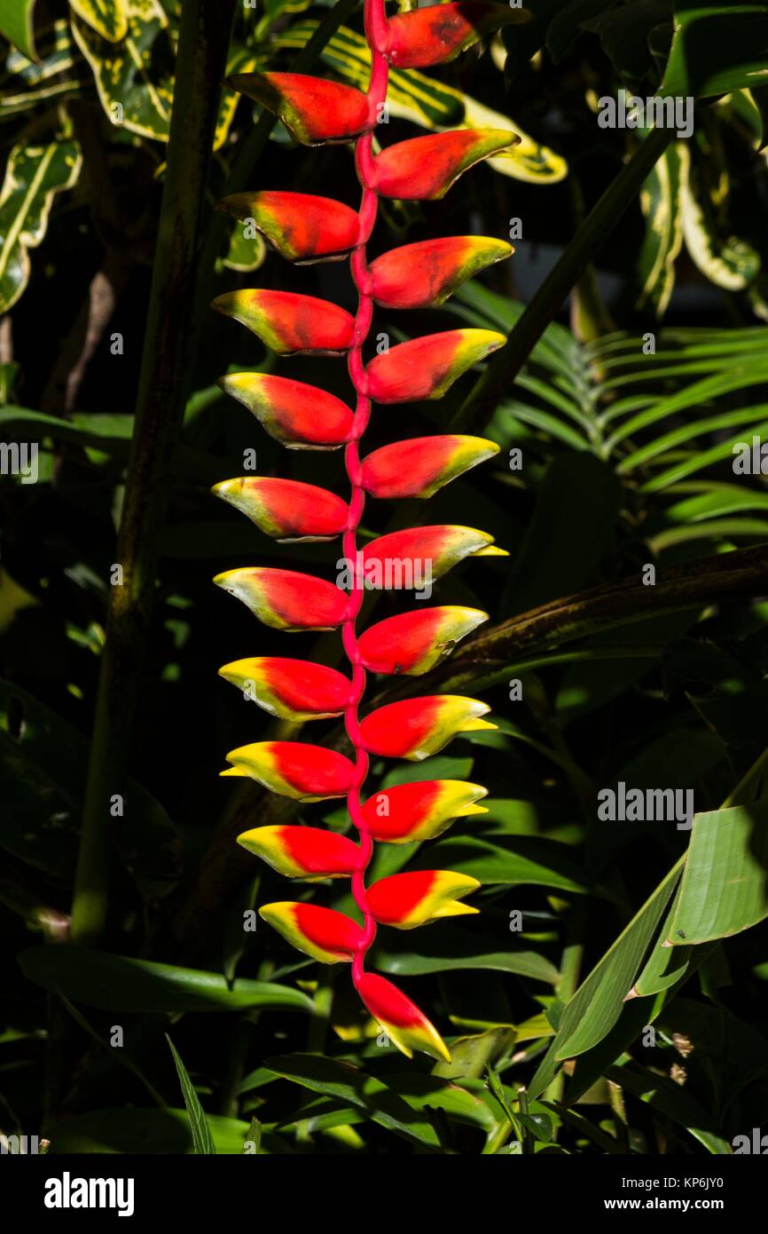 Hanging lobster claw plant hires stock photography and images Alamy