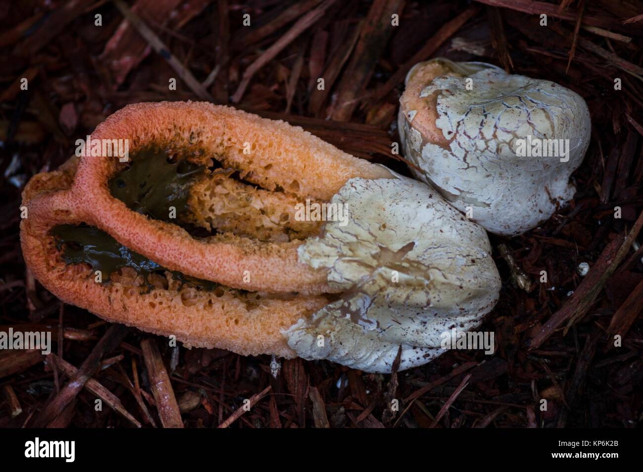 Columned stinkhorn mushroom (Clathrus columnatus) emerged from its