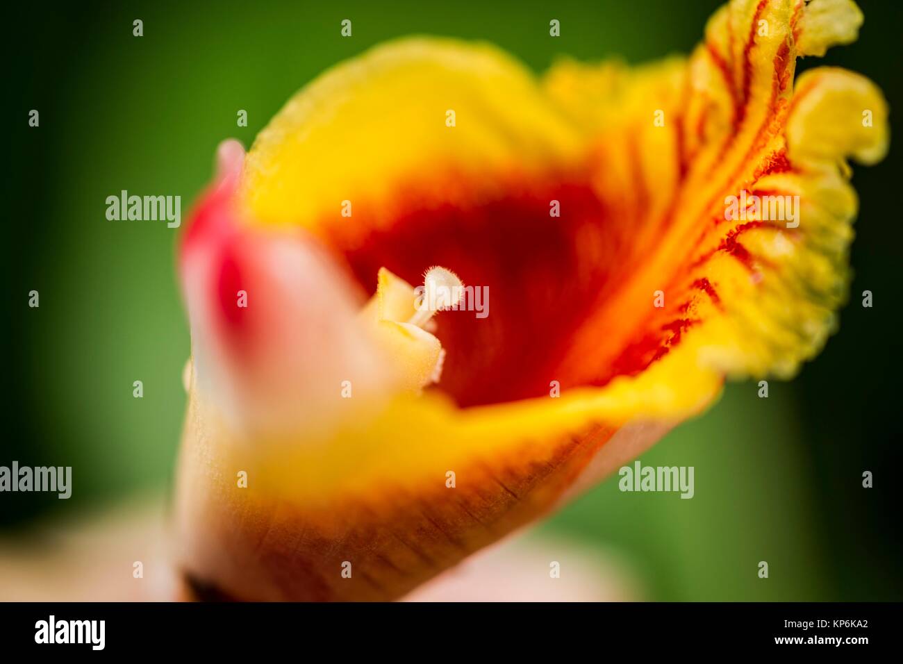 Macro view of a shell ginger flower (Alpinia zerumbet). Florida, USA