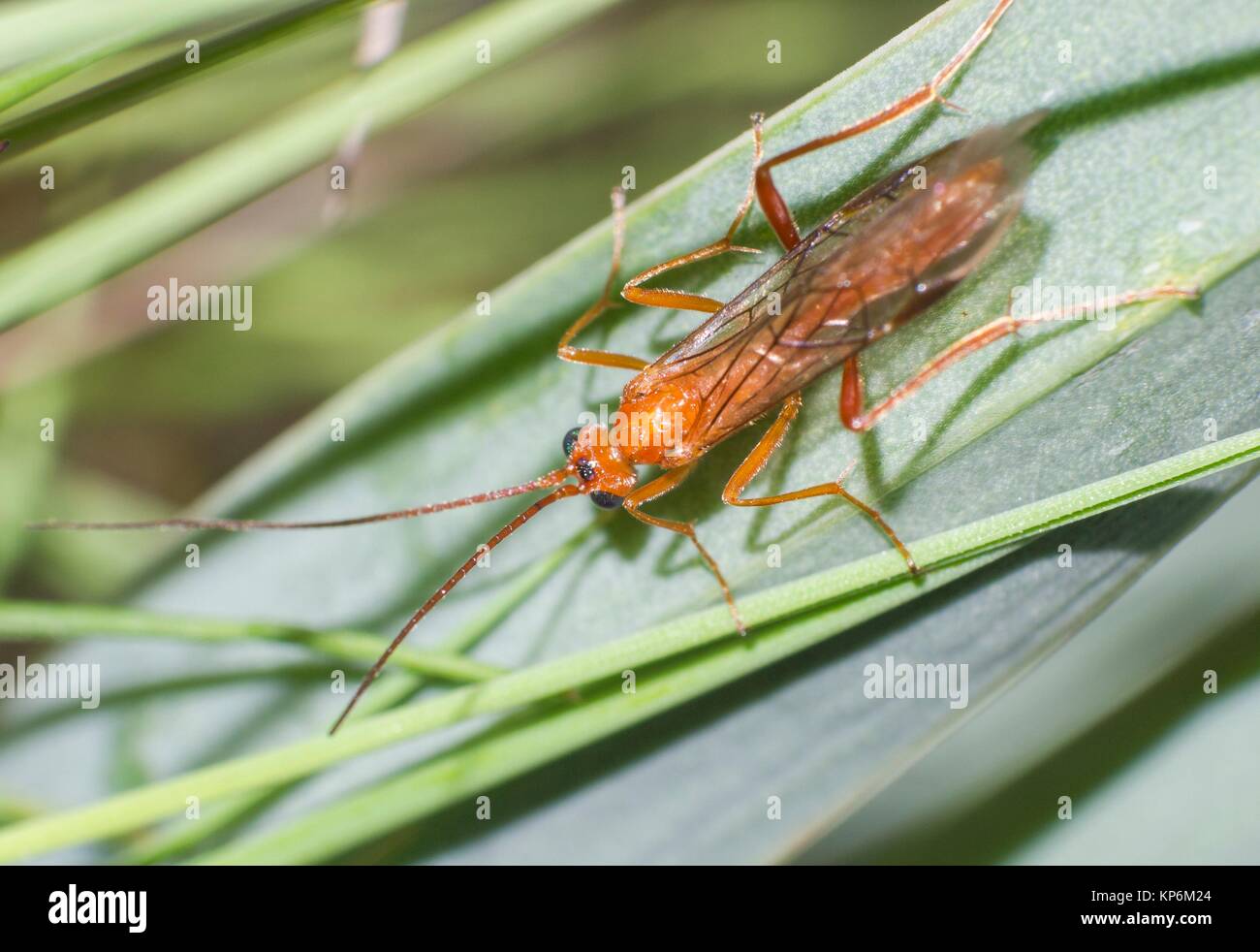 Orange insect. Arthropoda. Macro Stock Photo Alamy