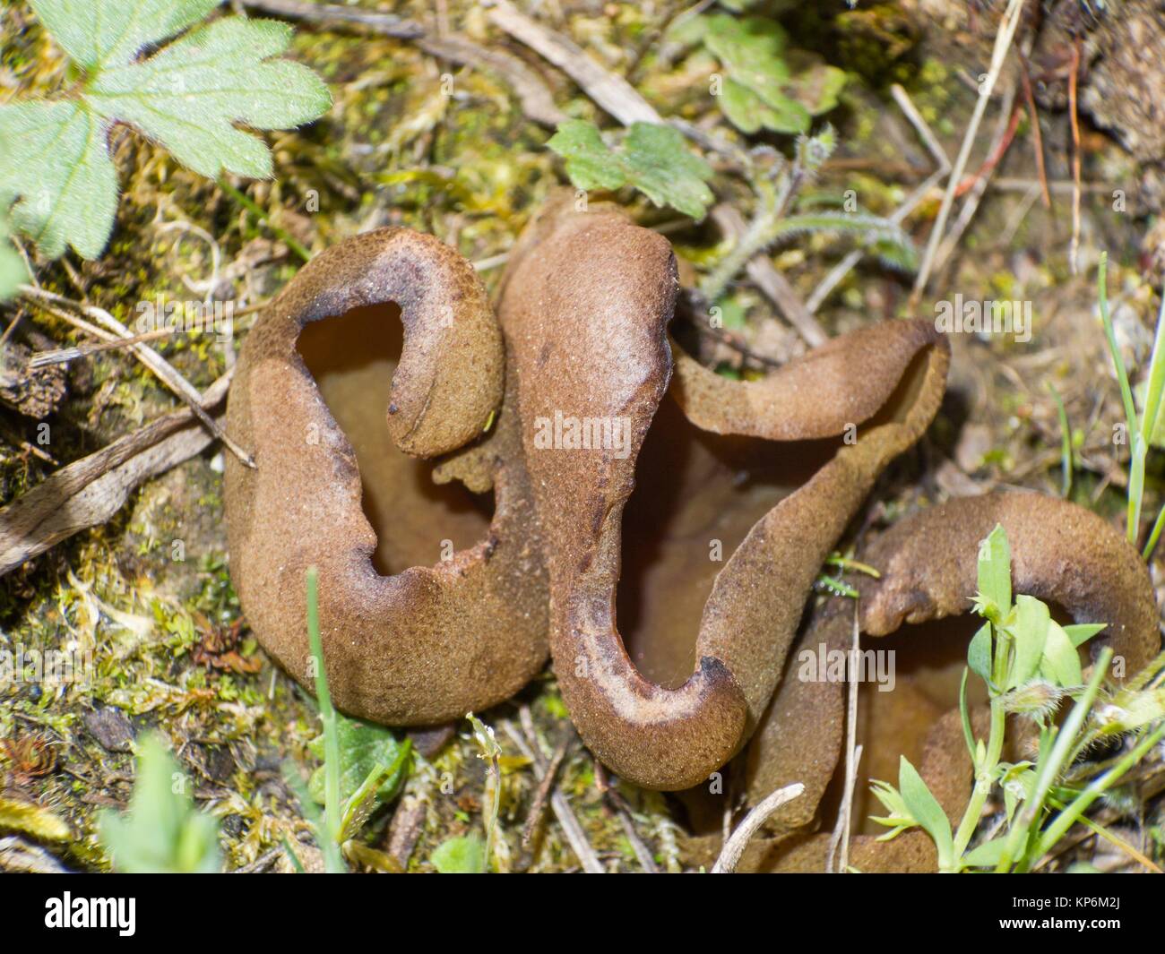 Creve smoochy hi-res stock photography and images - Alamy