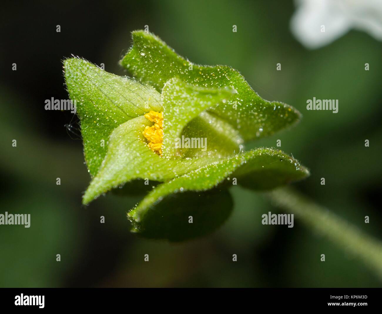 Yellow and green flower Stock Photo Alamy
