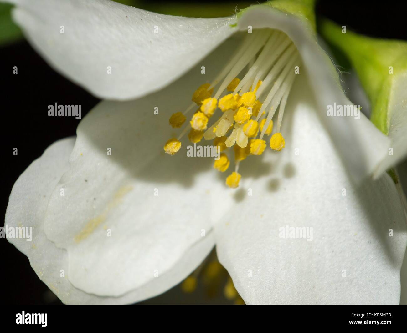 White flower with yellow stamens Stock Photo Alamy