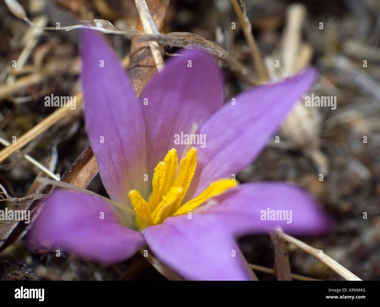Purple flower with yellow stamens Stock Photo