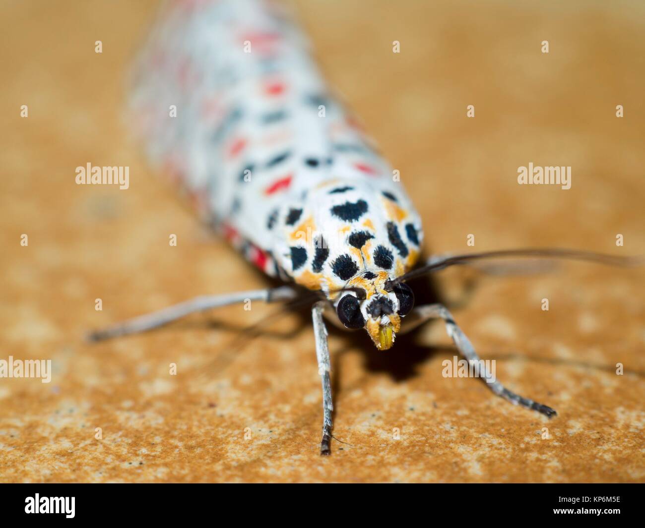 Colorful lepidopterans. Insect. Arthropoda. Macro Stock Photo