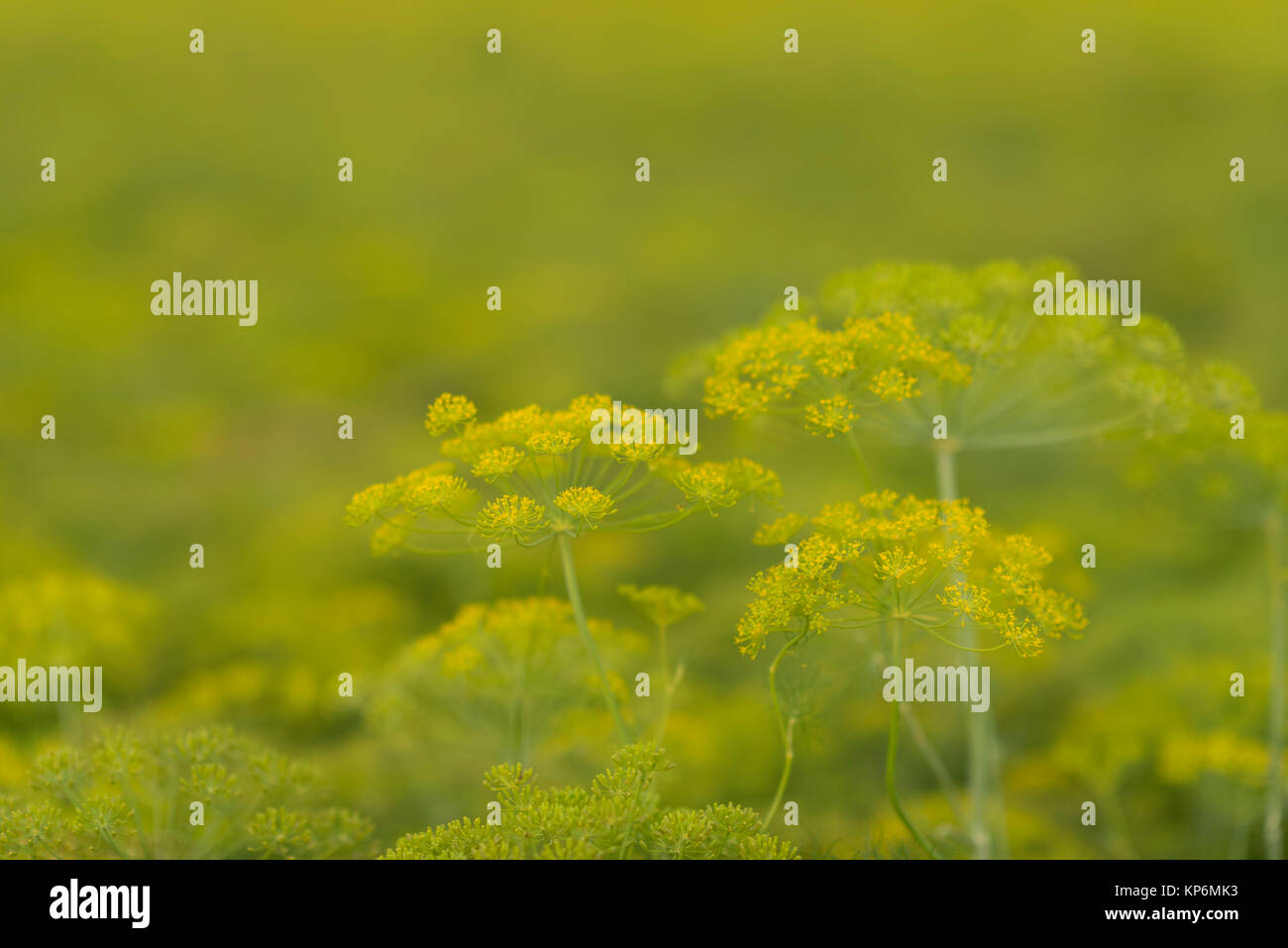 Dill flowers hires stock photography and images Alamy