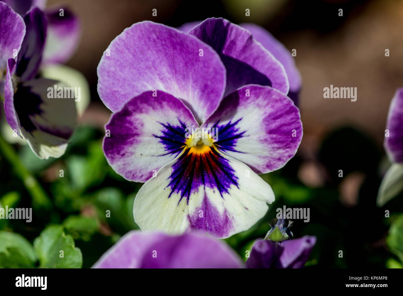 Violas bloom in a planter box in a small park in Yamato, Japan Stock