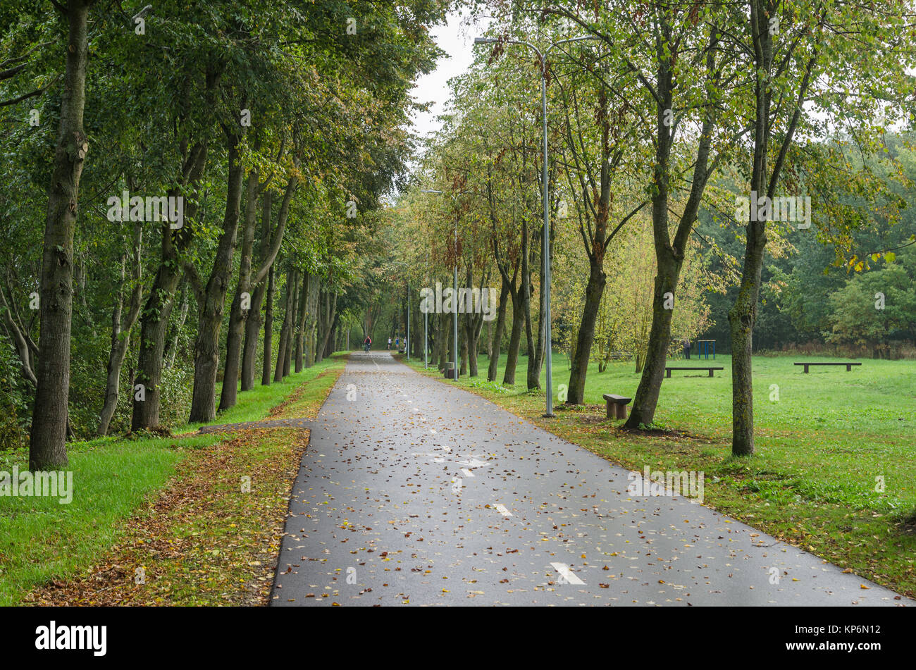 Alley with fallen leaves in autumn park Stock Photo - Alamy