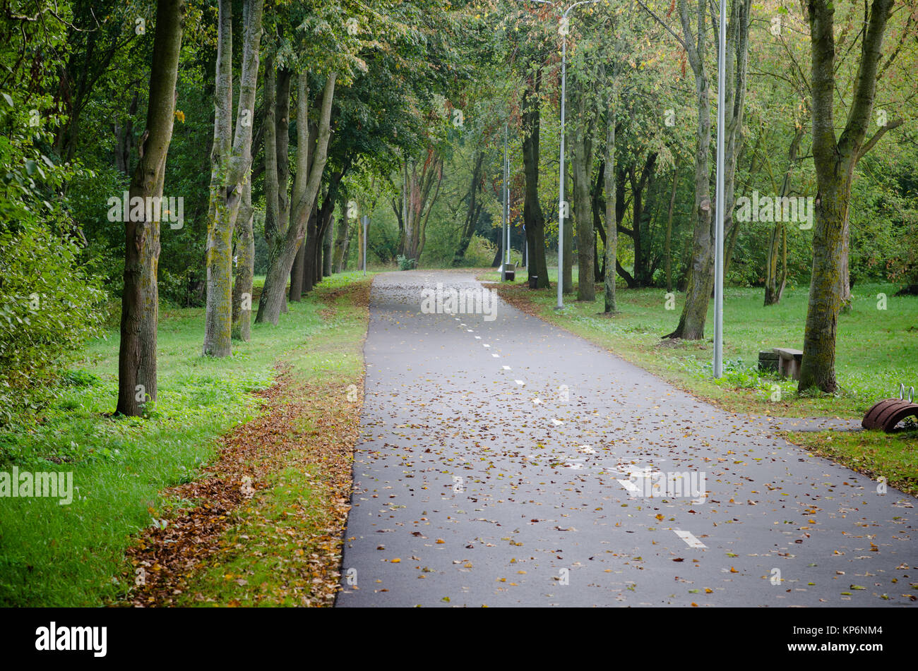 Alley with fallen leaves in autumn park Stock Photo - Alamy