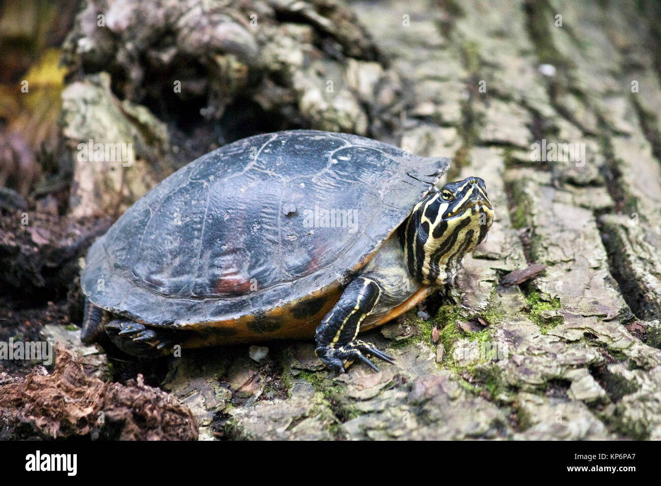 Yellow-bellied slider (Trachemys scripta scripta) turtle. Stock Photo