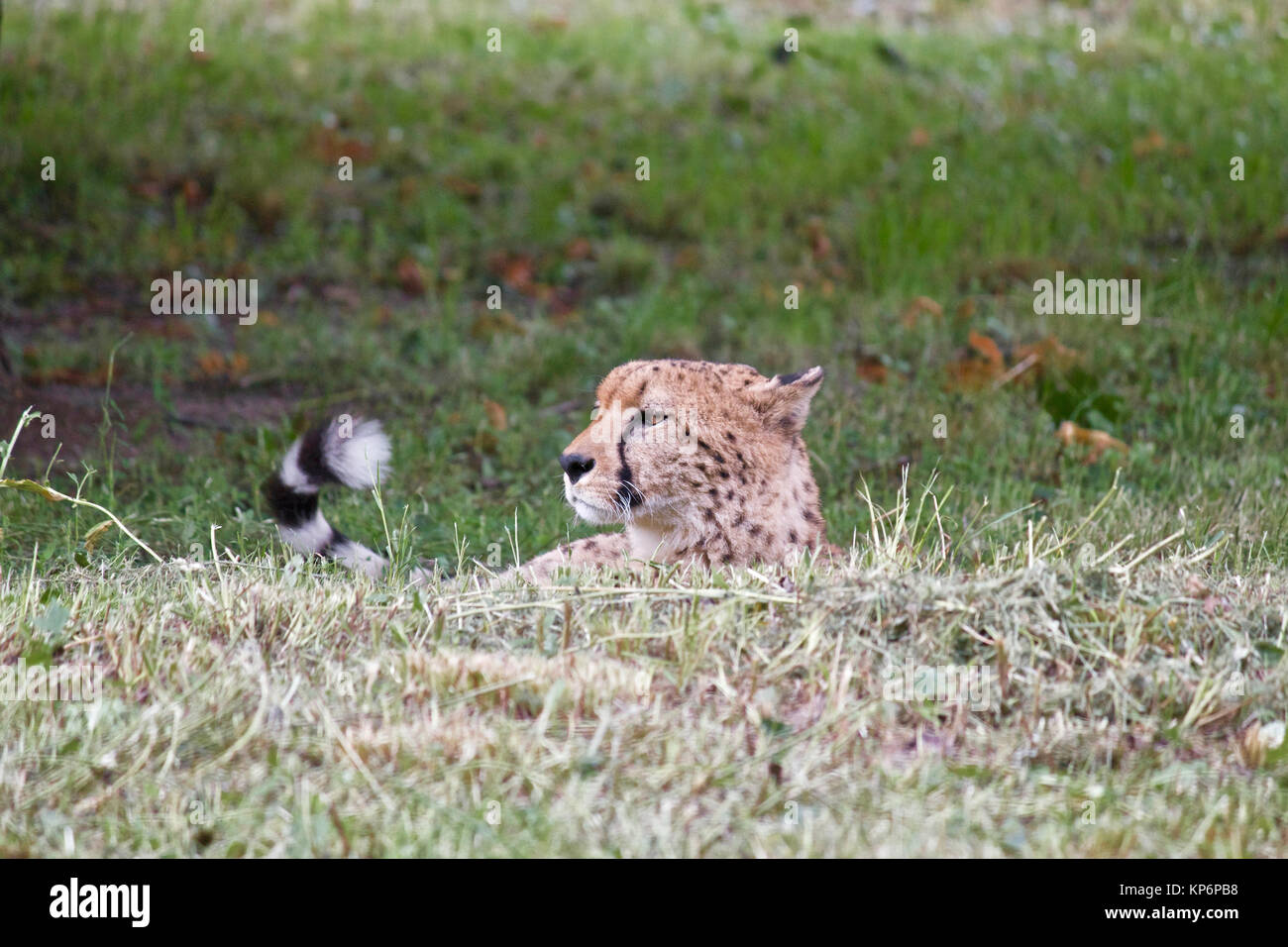 Cheetah (Acinonyx jubatus). Stock Photo