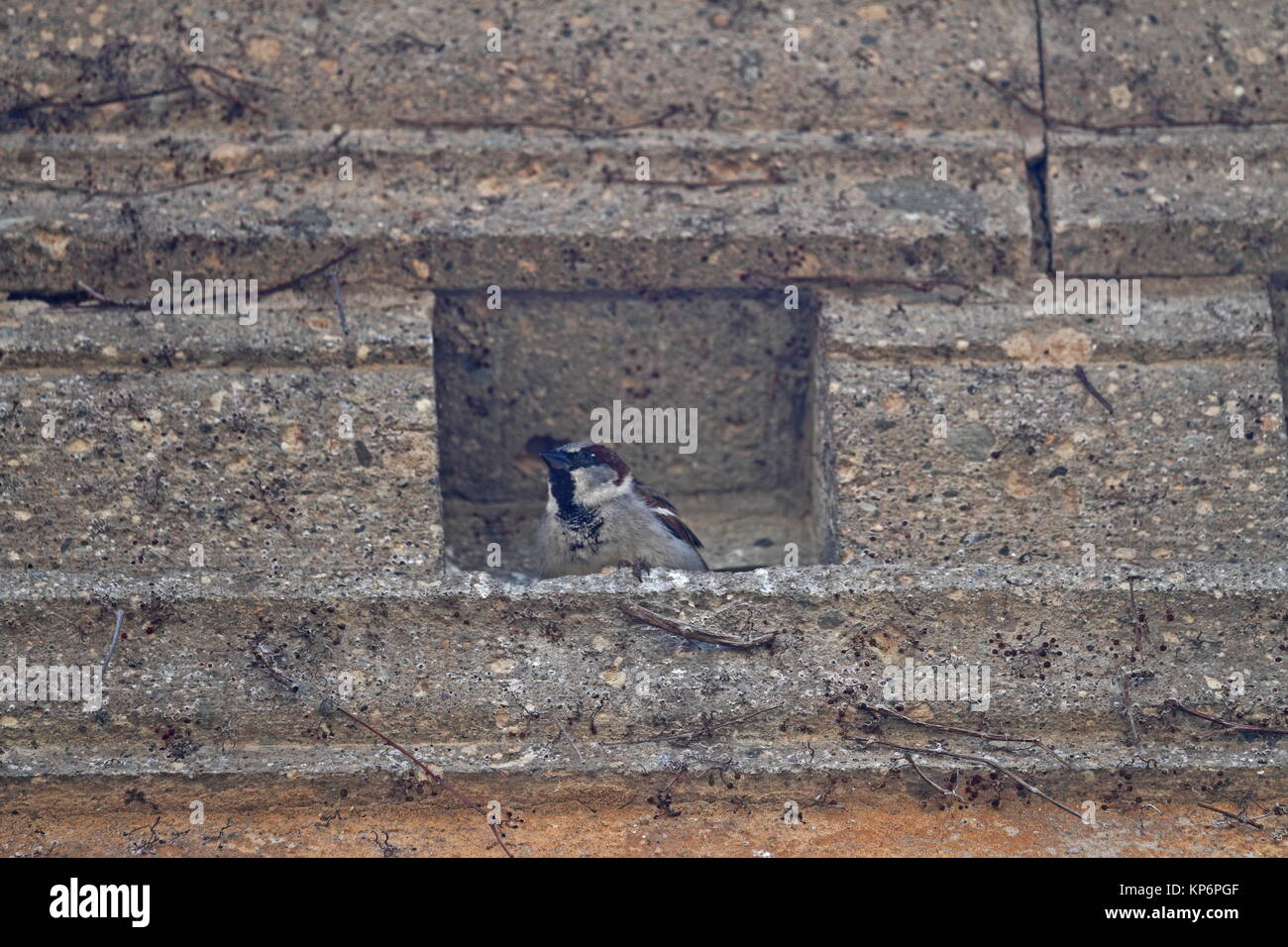 Birds sparrow hi-res stock photography and images - Alamy