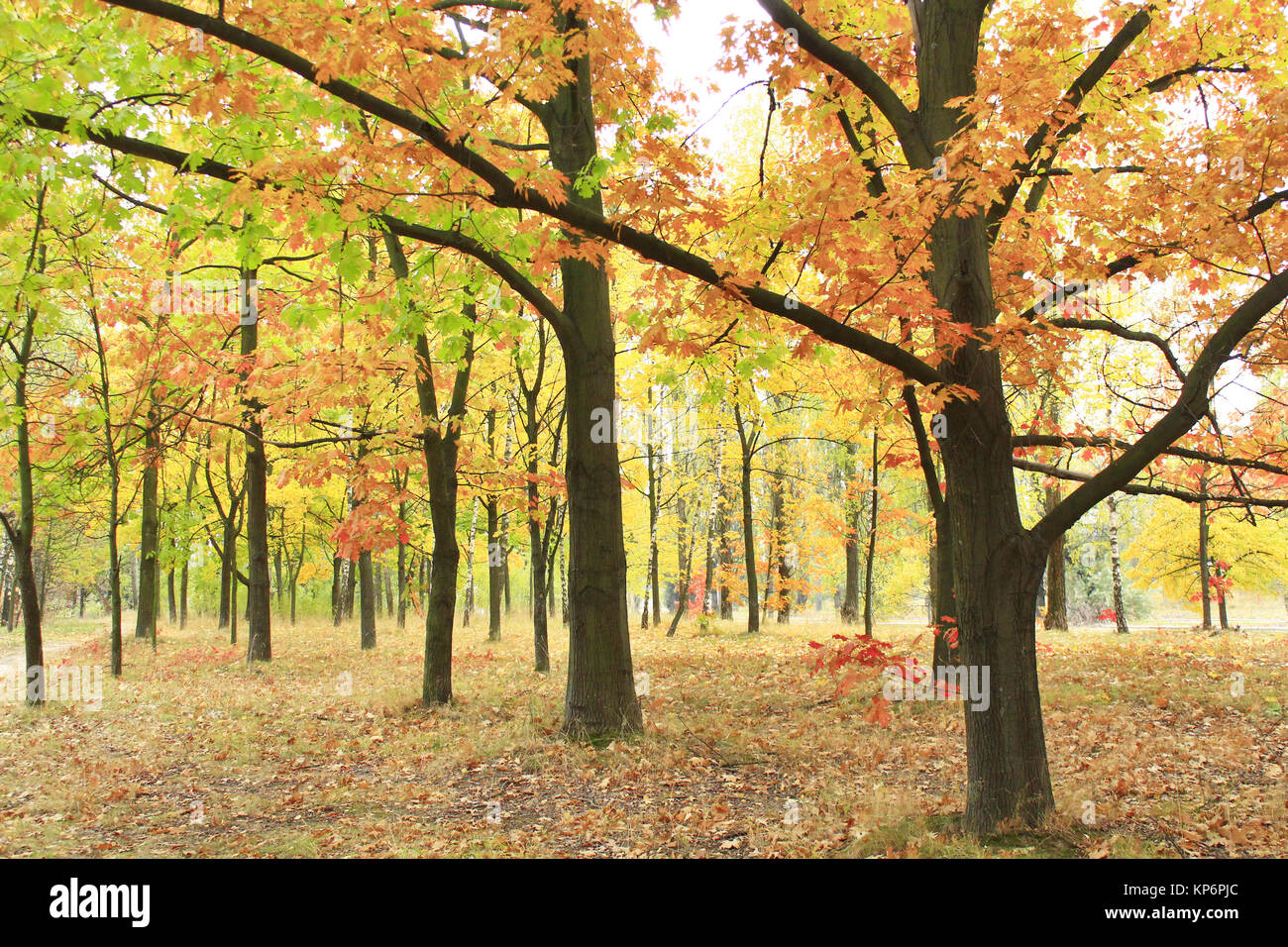autumn park with oaks and maples in yellow trees Stock Photo - Alamy