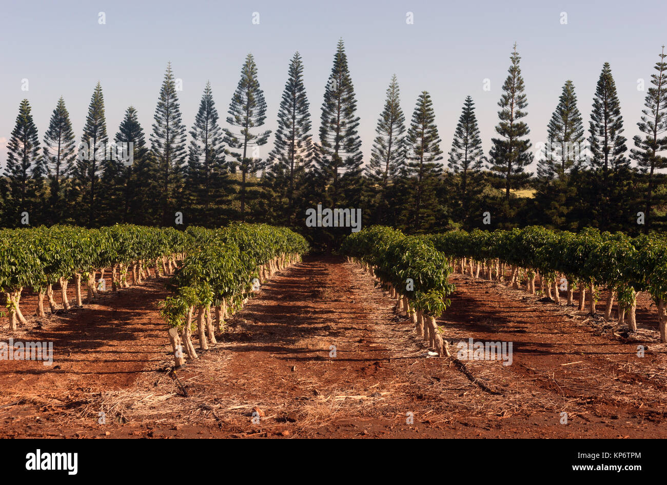 Coffee Plants Grow Tropical Island Farming Agricultural Field Stock Photo