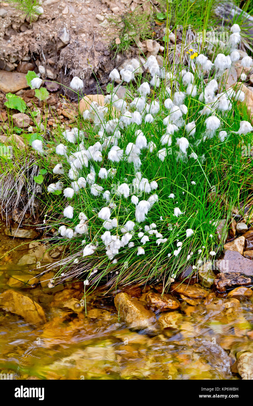 Eriophorum angustifolium on river bank Stock Photo