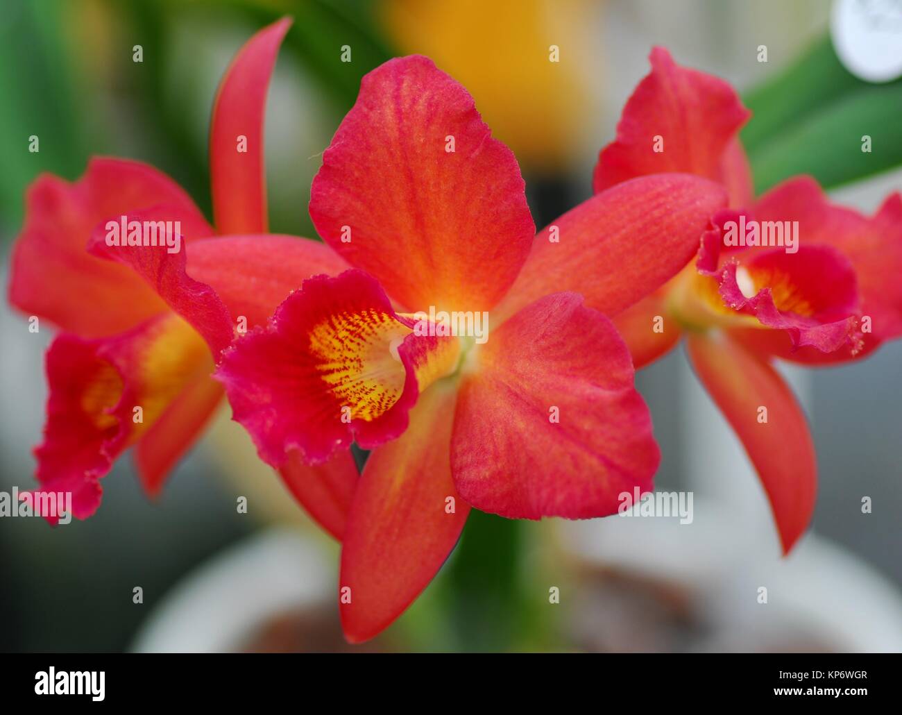 orange yellow cattleya orchid flower Stock Photo