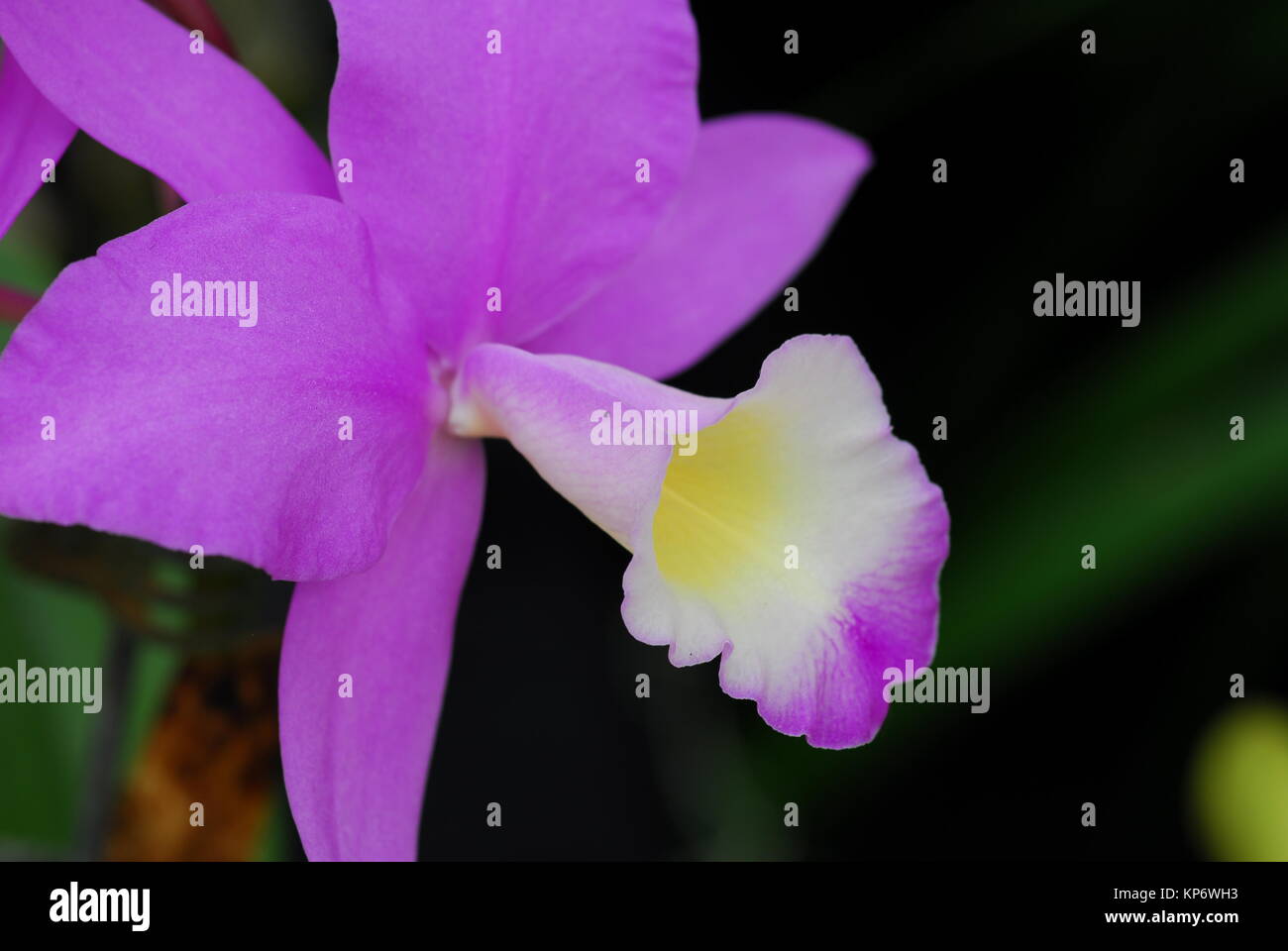 Cattleya Pink white orchid flower Stock Photo