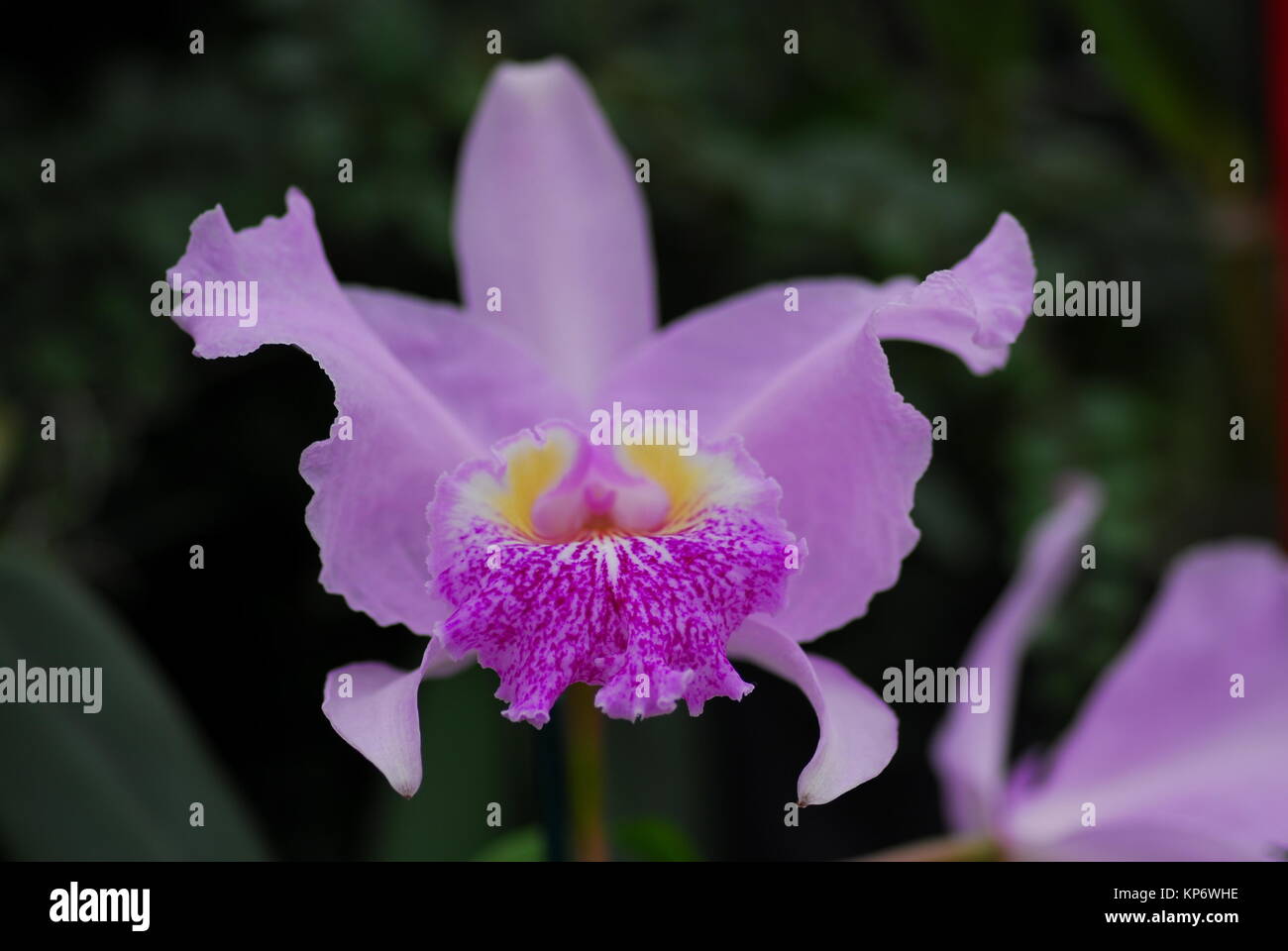 pink yellow cattleya orchid flower Stock Photo