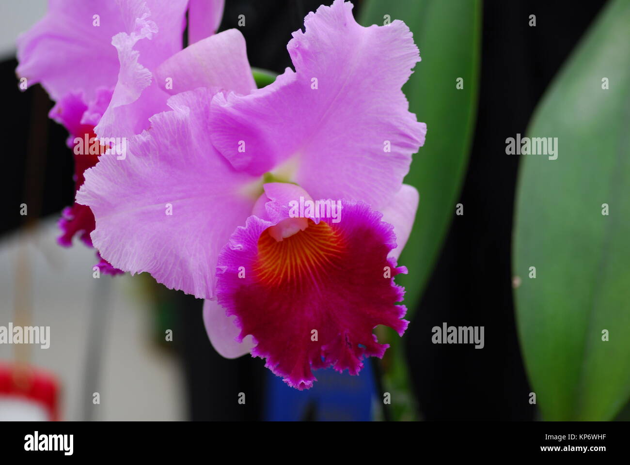 cattleya pink yellow orchid flower Stock Photo