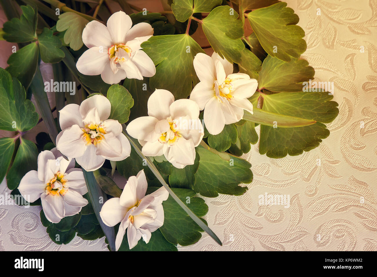 A bouquet of white daffodils among green leaves. Stock Photo