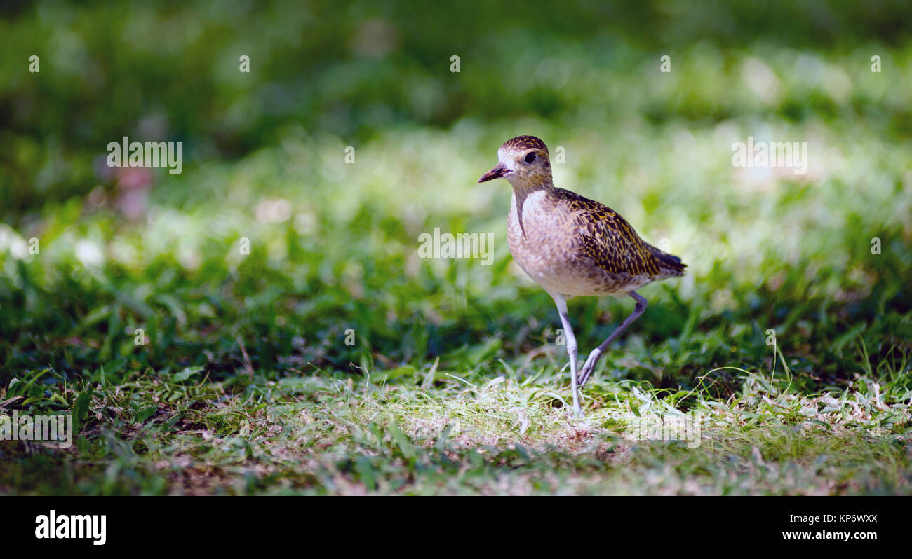 Pacific Golden Plover Wild Bird Oahu Haiwaii Animal Wildllife Stock Photo